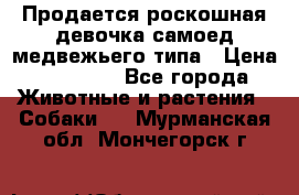 Продается роскошная девочка самоед медвежьего типа › Цена ­ 35 000 - Все города Животные и растения » Собаки   . Мурманская обл.,Мончегорск г.